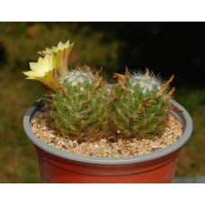 Mammillaria baumii
