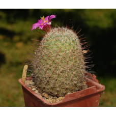 Mammillaria grahamii SB154