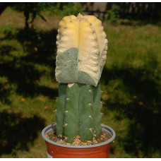 Astrophytum myriostigma f variegata