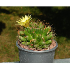 Mammillaria longimamma v uberiformis