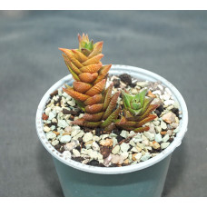 Haworthia reinwardtii X viscosa