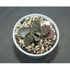 Gasteria pillansii v ernesti-ruschii