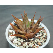Haworthia limifolia