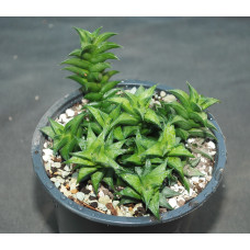 Haworthia viscosa