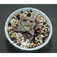 Haworthia hybr1
