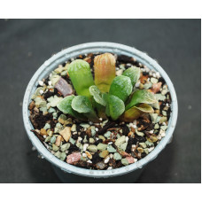 Haworthia "CheVaGri" 