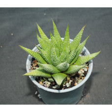 Haworthia minima