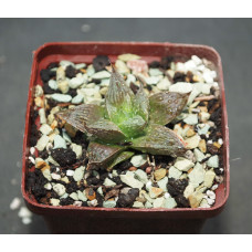 Haworthia hybr2