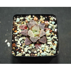 Haworthia pygmaea v cristalina