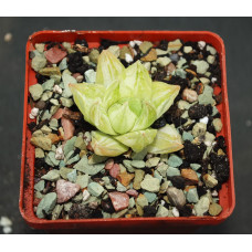 Haworthia cymbiformis variegata
