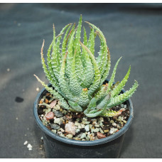 Aloe hymilis