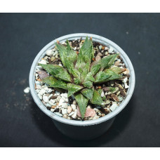 Haworthia hybr3