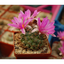 Mammillaria shumani