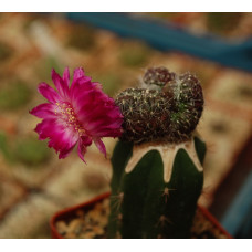 Sulcorebutia hertusii  f cristata 1