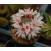 Mammillaria fraileana