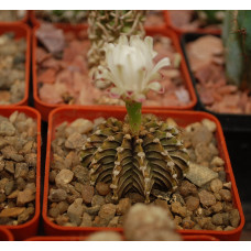 Gymnocalycium friedrichii Agua Dulce