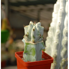 Stenocereus beneckei