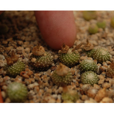 Blossfeldia campaniflora