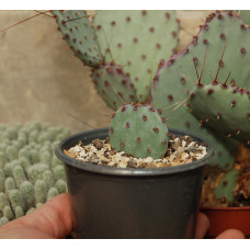 Opuntia azurea