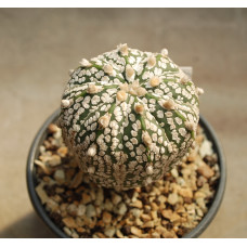 Astrophytum asterias cv Super Kabuto