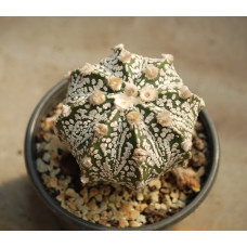 Astrophytum asterias cv Super Kabuto 1