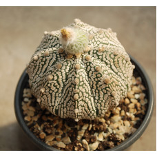 Astrophytum asterias cv Super Kabuto 2