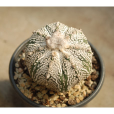 Astrophytum asterias cv Super Kabuto 3