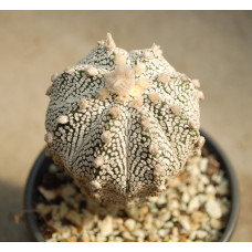 Astrophytum asterias cv Super Kabuto 4