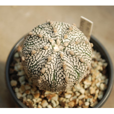 Astrophytum asterias cv Super Kabuto 6