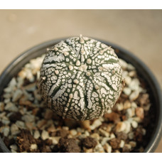 Astrophytum asterias cv Super Kabuto 7