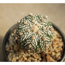 Astrophytum asterias cv Super Kabuto 8
