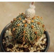 Astrophytum asterias cv Super Kabuto 9
