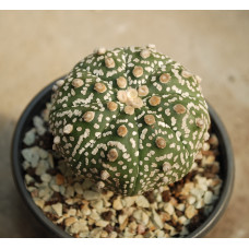 Astrophytum asterias cv Super Kabuto 10