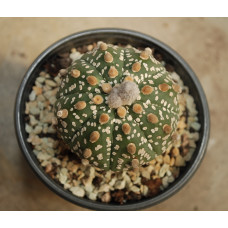 Astrophytum asterias cv Super Kabuto 11
