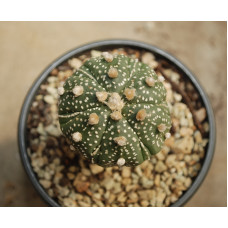 Astrophytum asterias cv Super Kabuto 12