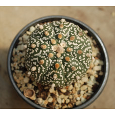 Astrophytum asterias cv Super Kabuto 13