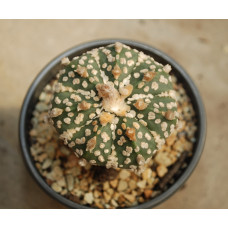 Astrophytum asterias cv Super Kabuto 14
