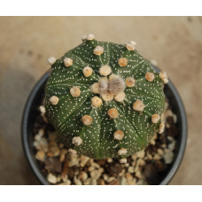 Astrophytum asterias cv Super Kabuto 15