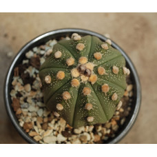 Astrophytum asterias cv Super Kabuto 16