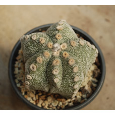 Astrophytum asterias X myriostigma
