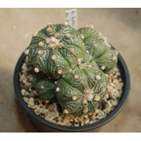 Astrophytum asterias cv Akabana