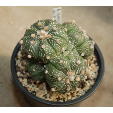 Astrophytum asterias cv Akabana