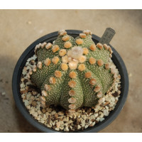 Astrophytum asterias red flower