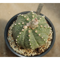 Astrophytum asterias red flower 1