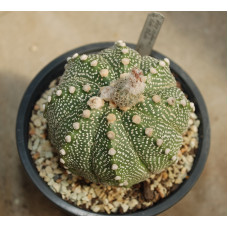 Astrophytum asterias red flower 1