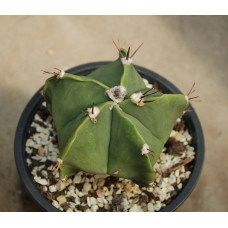 Astrophytum ornatum hybr
