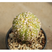 Astrophytum asterias cv Super Kabuto f variegata