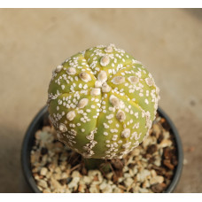 Astrophytum asterias cv Super Kabuto f variegata