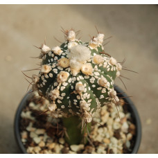 Astrophytum asterias cv Super Kabuto X capricorne