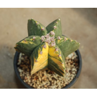 Astrophytum myriostigma v nudum f variegata